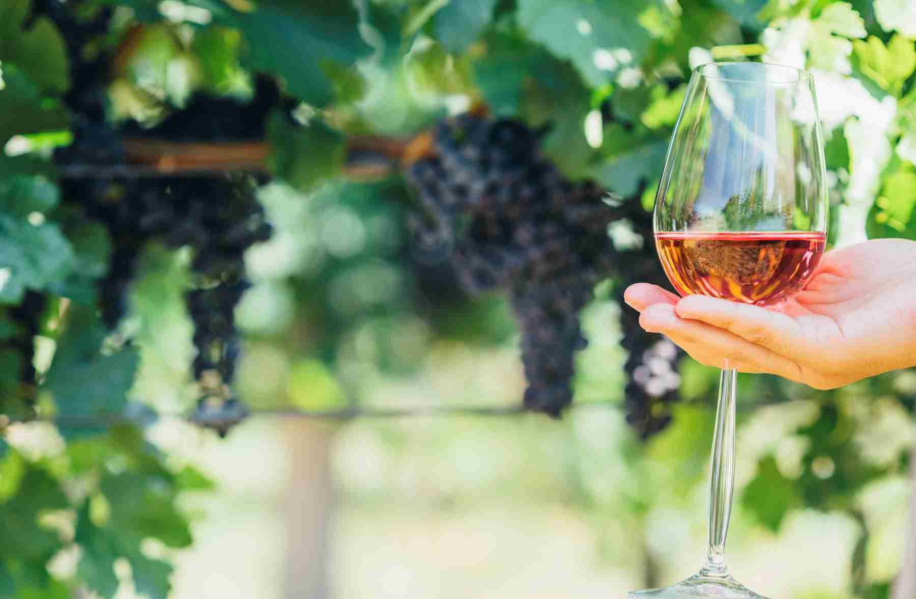 Op_copa_vino_dea