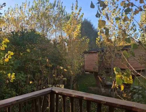 🍂 OTOÑO MÁGICO EN DURMIENDO ENTRE ÁRBOLES 🍁