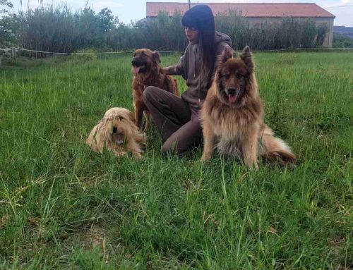 Residencia canina para vuestras mascotas